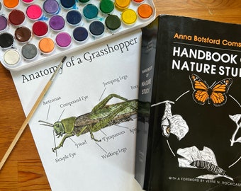 Anatomy of a Grasshopper Nature Study Printable | Nature Journal | Homeschool | Forest School | Preschool | Kindergarten |Waldorf|Montessori