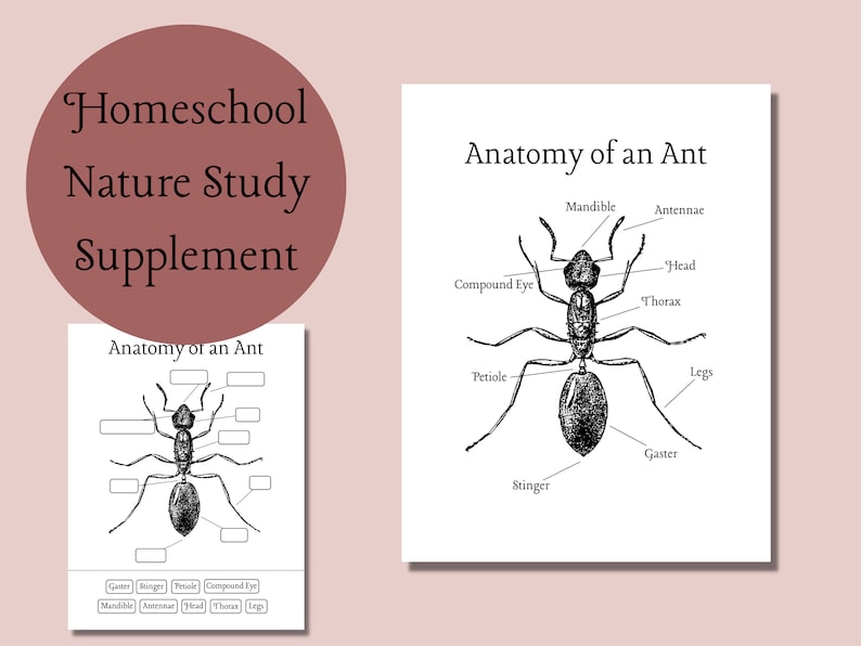 Anatomy of an Ant Nature Study Printable | Nature Journal | Homeschool ...