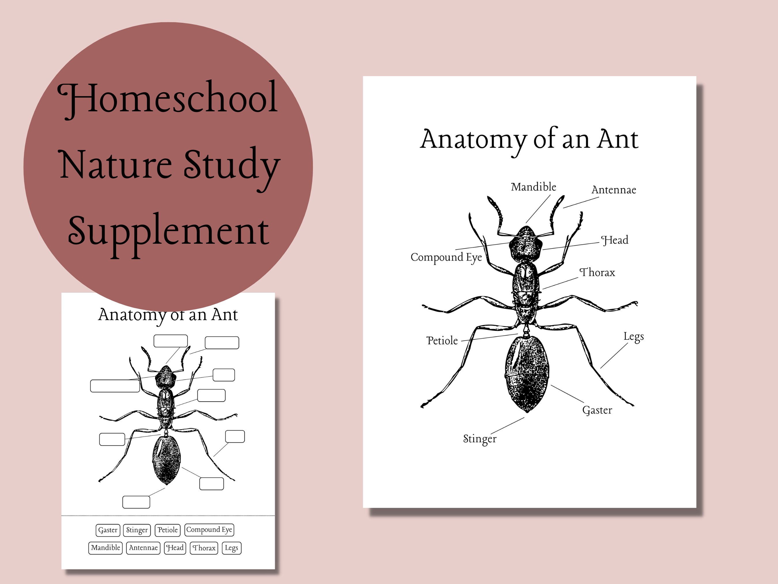 Anatomy of an Ant Nature Study Printable | Nature Journal | Homeschool ...