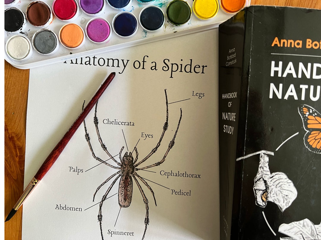 Spider Science Notes Anatomy of a Spider Nature Study Printable | Nature Journal ...