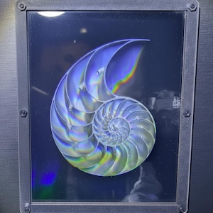 May include: A framed image of an iridescent nautilus shell, showcasing its spiral structure. The shell displays silver and blue hues with rainbow highlights. The frame is dark grey, set against a deep blue background, creating a striking contrast.