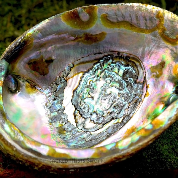 Abalone Shell Large Smudge Pot and Offering Bowl for Smudging, Burning Incense, Offerings, Water Magick, Altar Decor, Wicca, Witchcraft