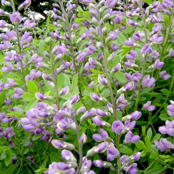 Skullcap Organic Plant Seeds for Faithfulness, Relaxation, Vow Consecration, Restorative, Encourage Peace, Herbalist's Garden, Witch Garden