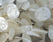 Moonwort, Honesty Organic Seeds for Moon Magick, Moon Gardening, Attracting Money, Goddess, Decorative Gardening, Silver Dollar Plant