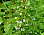 Lemon Balm Melissa Organic Plant Seeds for Emotional Balance, Calming, Meditation, Attraction, Dreams, Witch 39 s Garden, Herbalist 39 s Garden