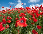 Turkish Red Poppy Organic Plant Seeds for Attracting Bees, Herbal Medicine, Spells for Fertility, Love, Luck, and Sleep, Witch 39 s Garden