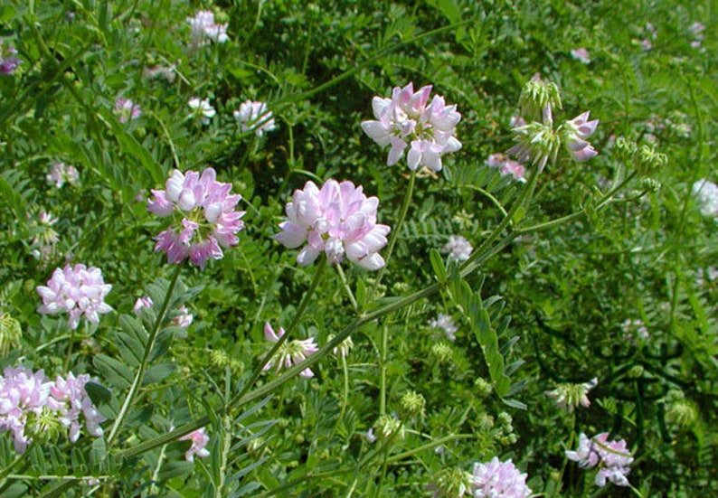 Astragalus Organic Plant Seeds for Colds Treatment Etsy