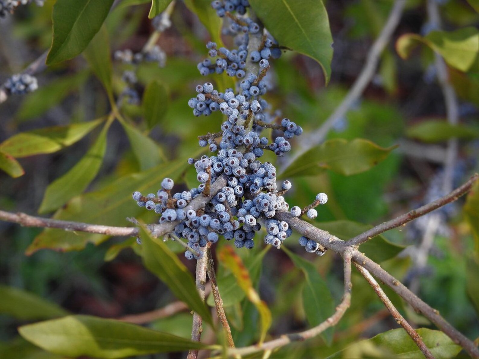 Bayberry Plant Seeds Organic for Good Luck Success in Etsy