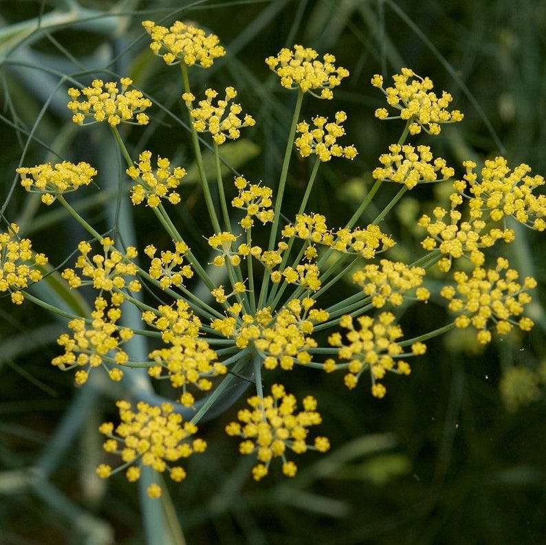 Fennel Common Organic Plant Seeds for Fertility Strength Etsy