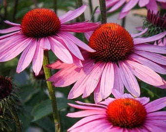 Echinacea Purple Coneflower Organic Plant Seeds for Inner-Strength, Prosperity, Energy Boost for Spells, Witch's Garden, Herbalist's Garden