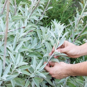 White Sage Seeds (100 ct, Organic) Sacred White Sage Seeds for Planting, Sacred Space, Clearing Energy, Sage for Good Luck, Witch’s Garden