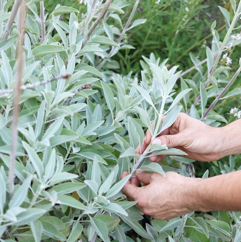 White Sage Seeds 100 ct Organic Sacred White Sage Seeds