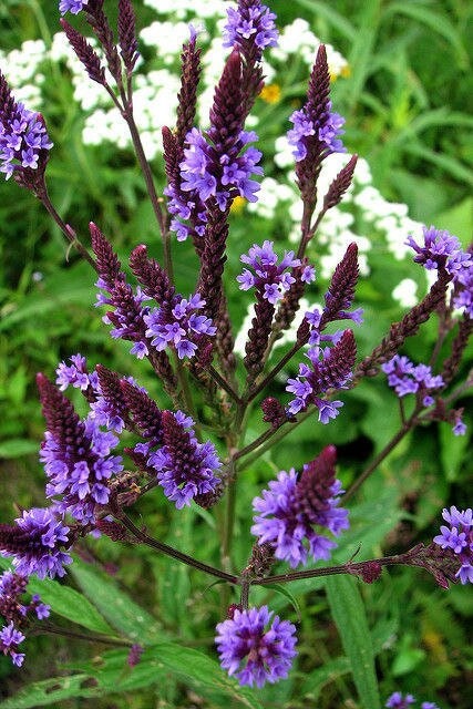 Vervain Blue Organic Plant Seeds for Treating Sadness, Cramps, Headac…