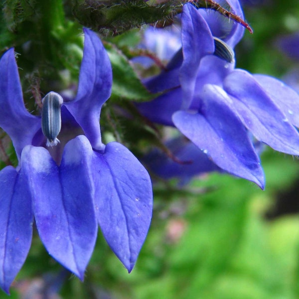 Great Blue Lobelia Organic Plant Seeds for Meditation, Dream Magick, Purification, Communication, Healing Garden, Witch's Garden, Herbalist
