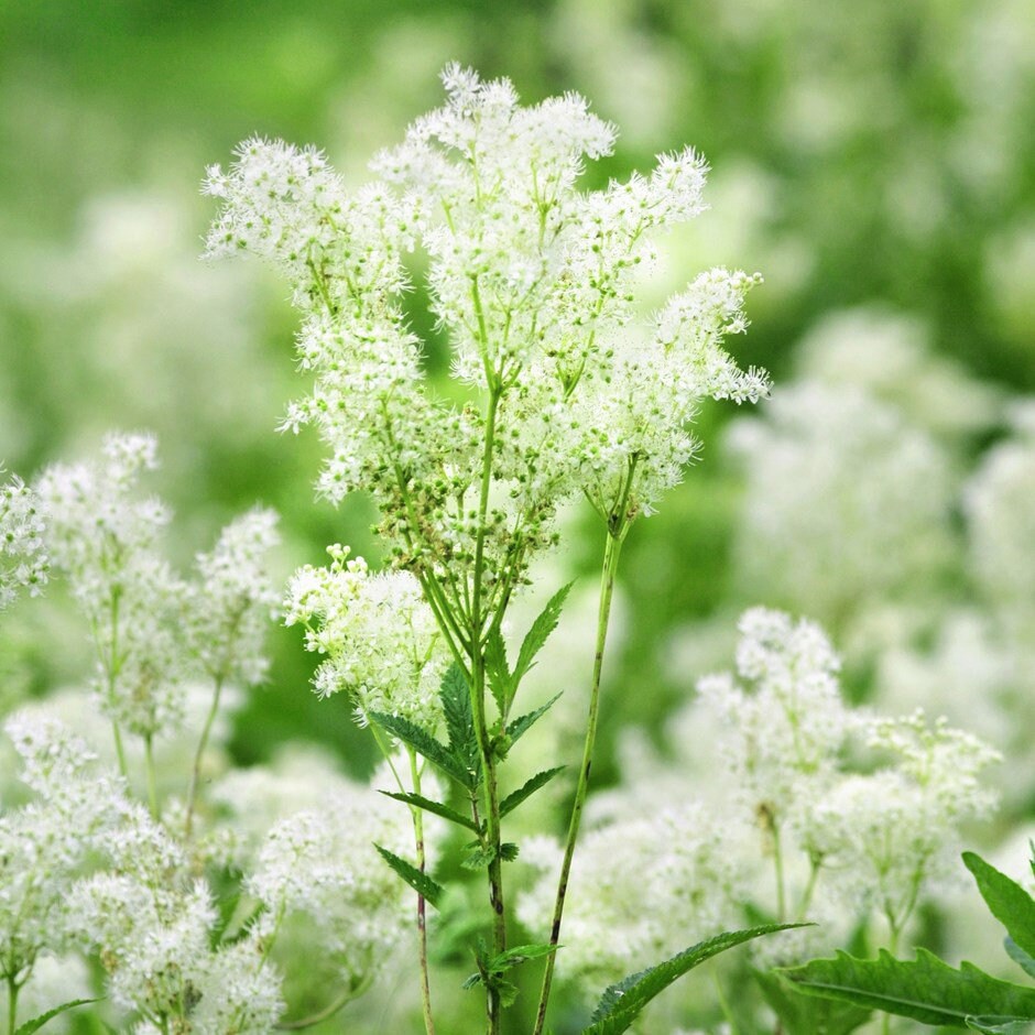 Meadowsweet Organic Plant Seeds for Abundance, Peace, Happiness, Hand…