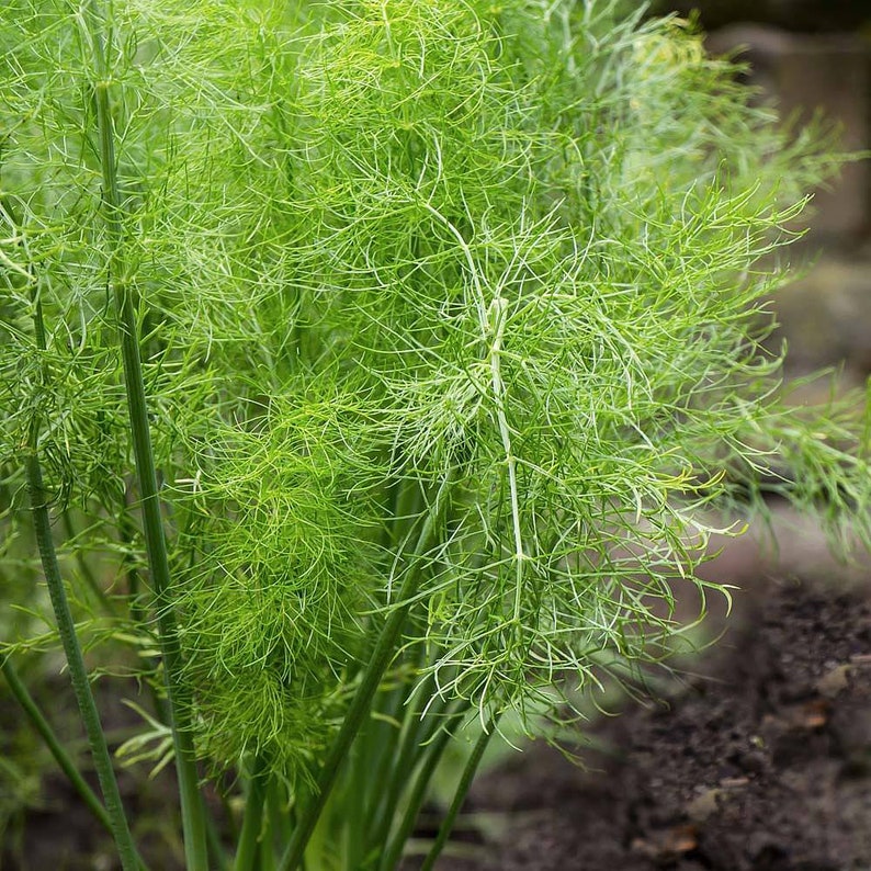 Fennel Common Organic Plant Seeds for Fertility Strength Etsy