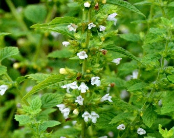 Lemon Balm Melissa Organic Plant Seeds for Serenity, Balance, Calming, Meditation, Attraction, Dreams, Witch's Garden, Herbalist's Garden