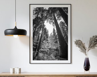 Black and White Redwood Forest Photo, Cabin Autumn Art, California Redwood Print, Coastal Redwoods Canvas, Calaveras Big Trees, Park Print
