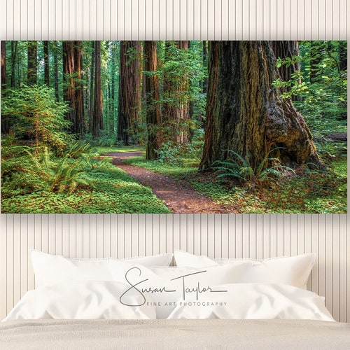 Redwood Forest Wall Art Canvas Tree Print Nature Home Art Etsy