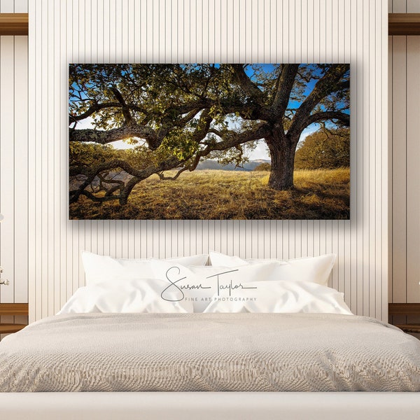 California Oak Briones Regional Park Print, Large Oak Tree, Walnut Creek California Sunset, Giant Nature Canvas Gallery Wrap, Bay Area Decor