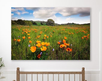 California Poppies, Mt Diablo State Park Print, Bay Area Photo, Golden Wildflowers,  Nature Wall Art, Poppy Fine Art, Floral Office Canvas