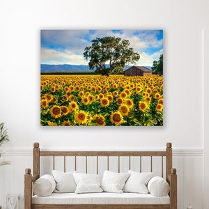 Flower Photography Sunflower Canvas Photo Country Charm Art - Etsy