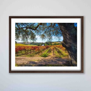 May include: A framed photograph of a vineyard with rows of grapevines in autumn colors. The vines are in the foreground, with a tree and a house in the background. The sky is blue and the sun is shining.