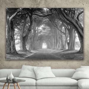 Black and White Tree Photography, Nature California Canvas Art, Cypress Tree Tunnel Canopy Print, Point Reyes Seashore, Black White Photo