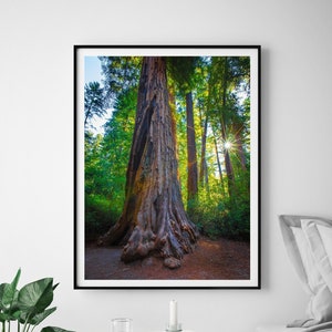 Large Big Basin Redwoods Canvas Art, Coastal Forest Photo, Giant Sequoia Tree Scenic California Park Print, Lodge Wall Decor, Wanderlust Art