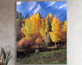 Large Aspen Autumn Print, Forest Photo, California Stand of Trees Fine Art, Nature Picture, Giant Office Decor, Fall Photography On Canvas