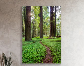 Oversized California Print,  Redwood Trail Photo, Tree Wall Decor, Clover, Woodland, Green Forest, Pacific Northwest Decor, Redwood Grove