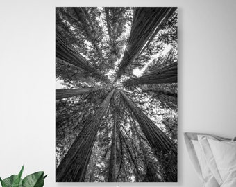 Black White Redwood Tree Photo, Large Nature Canvas Redwood Forest Print, Scenic Art, Giant Park Photo, Forest Canopy, California Landscape