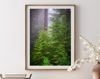 May include: A framed photograph depicting a verdant forest with tall trees and a soft, misty atmosphere. The image is displayed on a wooden dresser with a woven basket and a wooden chair.