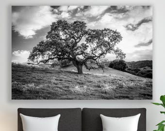 Black White Tree Photography, East Bay Hills, Briones Park, Vintage Oak Print, Dramatic California Nature Landscape Decor, Bay Area Canvas