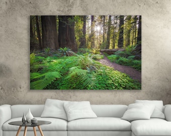 Redwood Tree Photography, Large Nature Canvas, Redwood Forest Garden Fern Trail, Rustic Art, Susan Taylor, Pacific Coast Forest Print Art