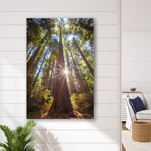 Redwood Photography, Hendy Woods State Park Print, Camping Hiking Backpacking, Tree Canvas, American Forest Landscape Art, California Decor