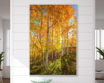 Autumn Photography, Golden Aspens Trees, Woodland, Utah Fall Color Print, Fine Art Canvas, Golden Light, Yellow Blue Home Decor, Large Print