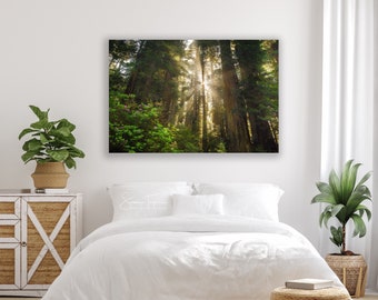 Redwood Forest Print, Large Nature Canvas, Magical Redwood Tree Photo, Del Norte, Mountain Landscape, Coastal Sunbeam, Large Canvas Wall Art