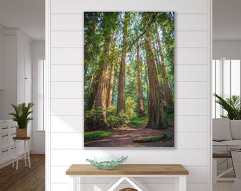 Può includere: Una fotografia di una foresta con alti alberi di sequoia. Gli alberi sono verdi e marroni, e la luce del sole splende attraverso le foglie. C'è un sentiero che conduce attraverso la foresta.
