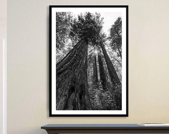 California Redwood Print, Black and White Tree Photo, Giant Tree Nature Wall Art, Big Basin Forest Home Decor, Redwood Forest, Santa Cruz