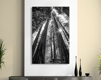 Black and White California Redwood Print, Large Coastal Tree Photograph, Rustic Art, Susan Taylor, Pacific Northwest Photo, Forest Wall Art