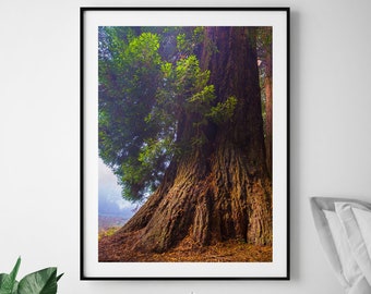 Redwood Fotografie, Oversized Tree Canvas, Giant Coast Redwood, Magical Sequoia, California Park Print, Large Tree Art, Moody Coastal Photo