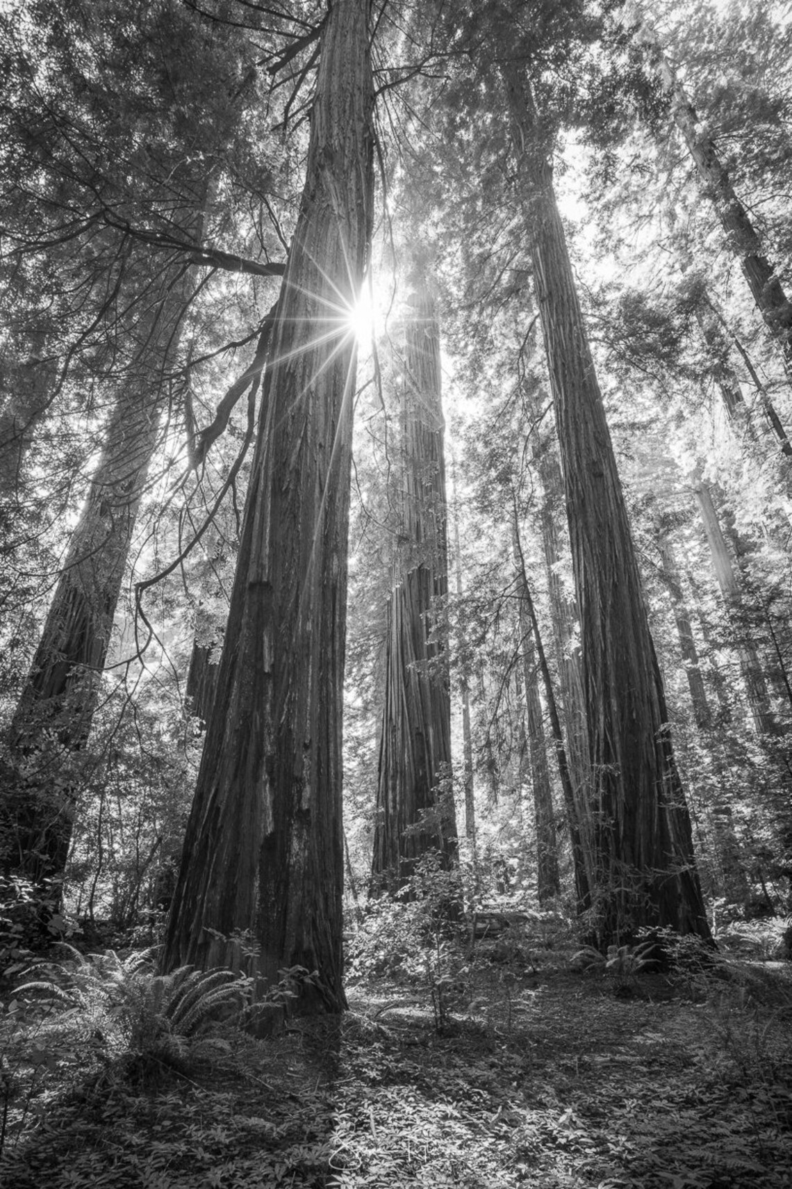 Black and White Redwood Forest Large Coastal Tree Photo Etsy