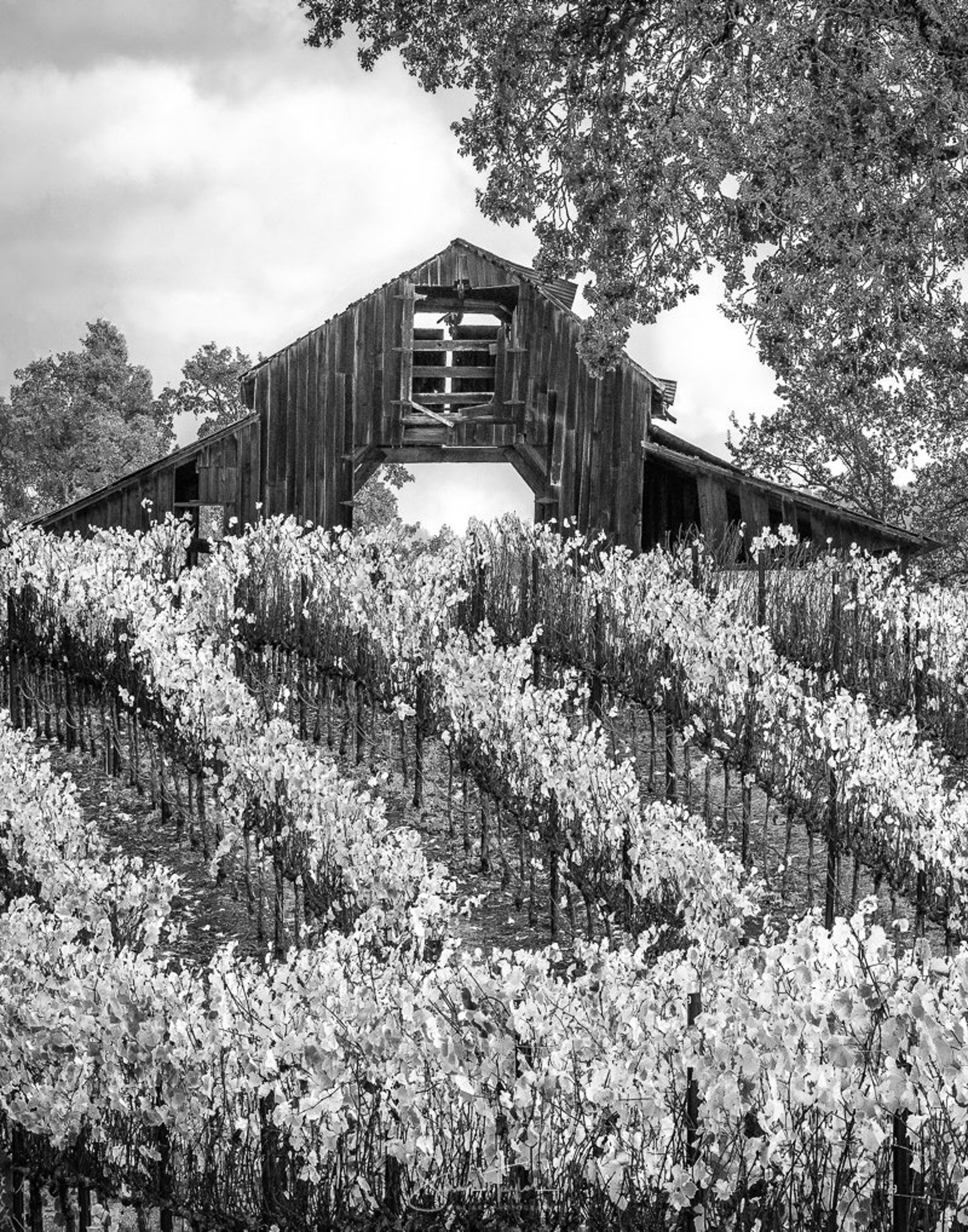 Black and White Print, Fall Harvest Art, California Vineyard ...
