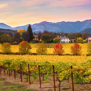 May include: A white house with a vineyard in the foreground. The vineyard is in the fall with yellow and red leaves. The house is surrounded by trees and mountains in the background.