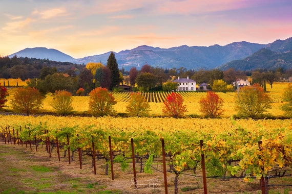 Wine Country Print, Napa Valley Photo, California Wine Country, Napa Autumn Canvas, Wine Vineyard, Gallery Wrap, Winery, Large Wall Decor