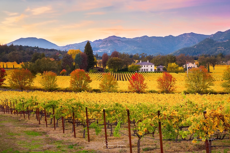 May include: A white house with a vineyard in the foreground. The vineyard is in the fall with yellow and red leaves. The house is surrounded by trees and mountains in the background.