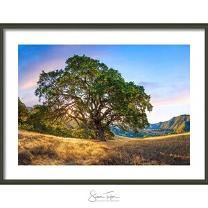 May include: A large oak tree stands in a field of golden grass, with a mountain range in the background. The sun is setting behind the tree, casting a warm glow on the scene.