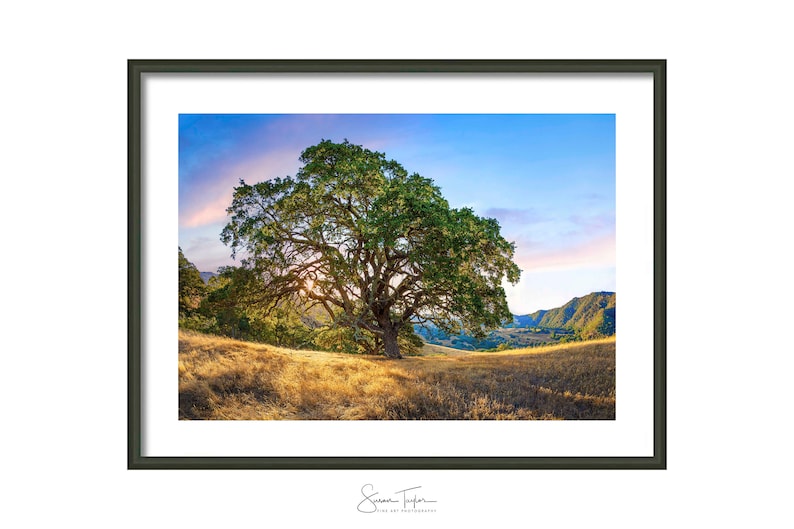 May include: A large oak tree stands in a field of golden grass, with a mountain range in the background. The sun is setting behind the tree, casting a warm glow on the scene.