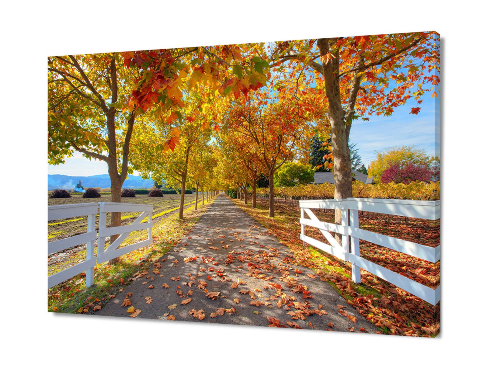 Large Wine Valley Print St Helena Autumn Trees Photo Etsy